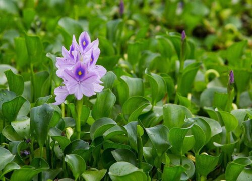 水葫芦长在什么地方