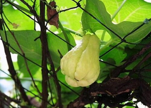 佛手瓜是多年生植物吗