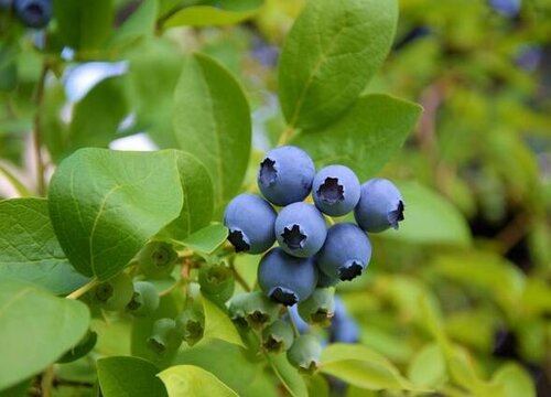 蓝莓什么时候开花结果