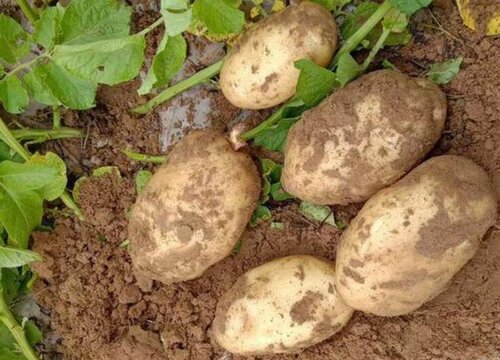 土豆属于什么作物