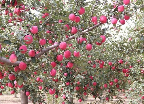 苹果树几年开花结果