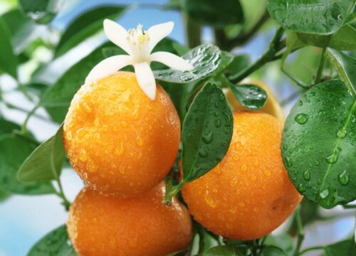 橘子树的花期是什么时候
