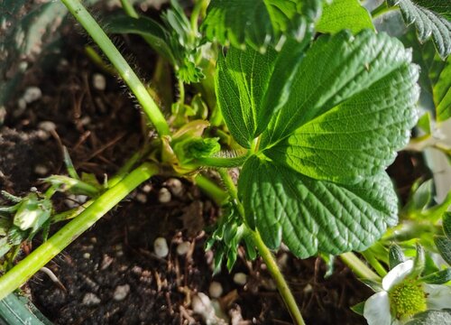 草莓是多年生植物吗