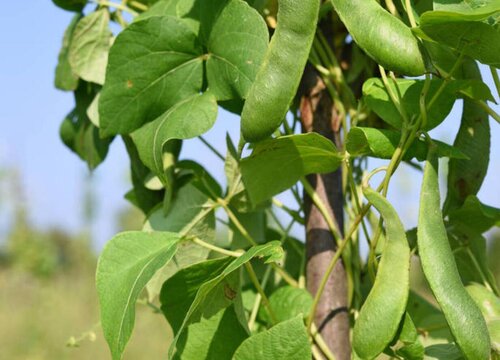 扁豆是多年生植物吗