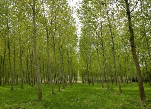 杨树是单子叶植物吗