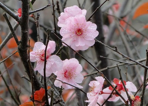 腊梅是树还是花