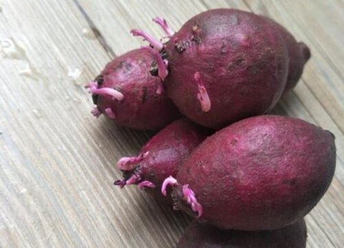 紫薯生芽能吃吗
