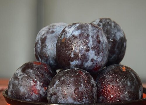 黑布林是什么季节的水果