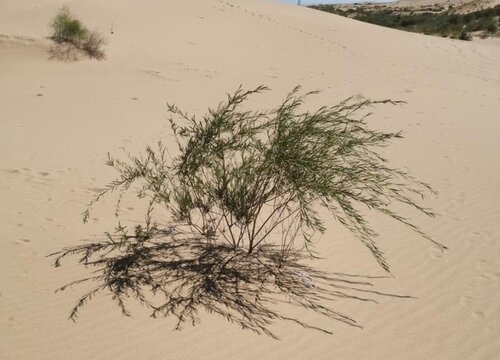 沙漠之王沙柳图片