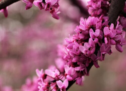 洋紫荆花的果实有毒吗
