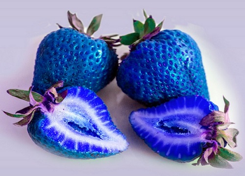 蓝色的水果英语单词图片