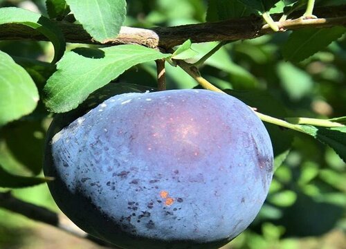 深紫色水果有哪些品种
