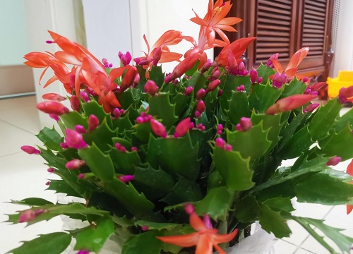 十月份适合种什么植物 植物说