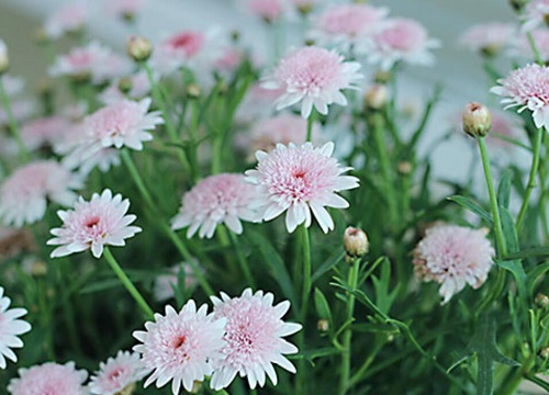 冬天室外适合种什么花 植物说