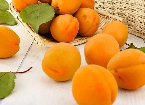 杏子是什么季节的水果