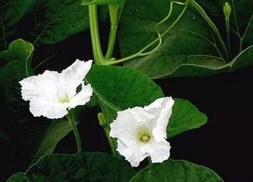 瓠瓜什么时候追肥合适高产追肥方法 植物说
