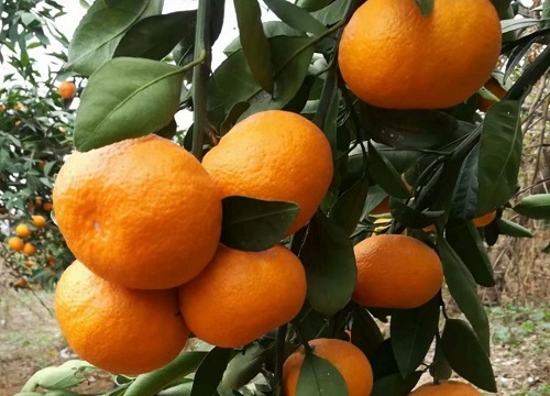 阳光一号柑橘品种介绍 柑橘新品种阳光1号柑桔优缺点