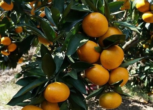 柑橘嫁接技术几种方法（柑橘嫁接树苗的方法和技术）