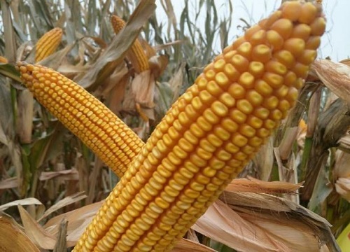 农华803玉米品种介绍（农华803玉米种子是转基因品种吗）