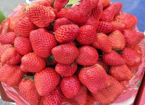红颜草莓品种简介9