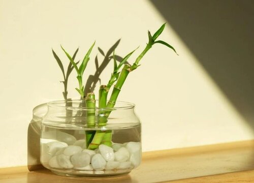 家里可以养富贵竹吗 怎么养富贵竹才能长得好