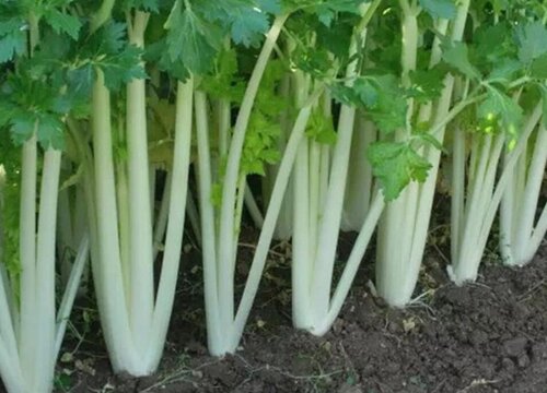 白芹菜的种植方法和时间 白芹菜栽培与种植技术