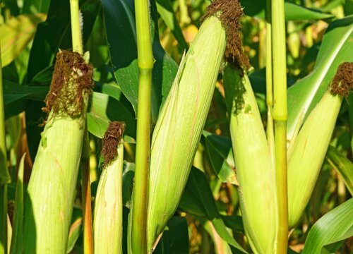 玉米品种前十名名单  高产玉米品种有哪些