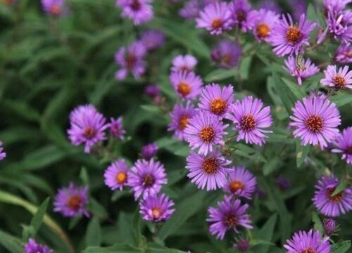紫苑花的养殖方法和注意事项（紫苑花的养护方法）
