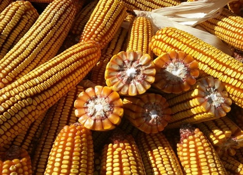 登海518玉米品种简介（登海518玉米种子特征、亩产）