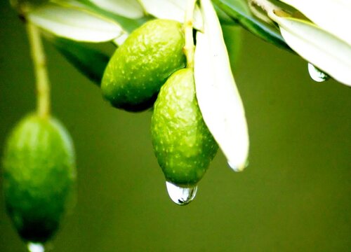 橄榄树品种排名 橄榄有多少个品种图片
