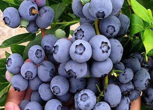 蓝莓配土方法与种植土壤