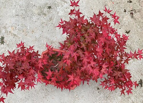 枫树配土方法与种植土壤