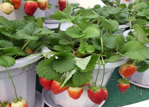 盆栽草莓配土方法与种植土壤