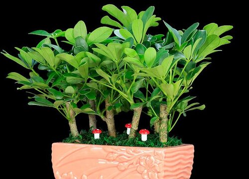 鸭掌木配土方法与种植土壤
