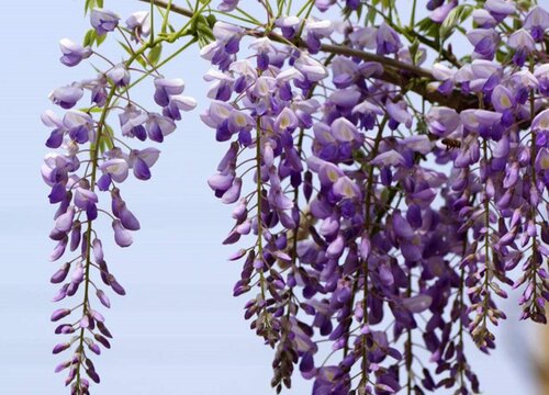 紫藤喜欢阳光吗 是喜阳植物吗