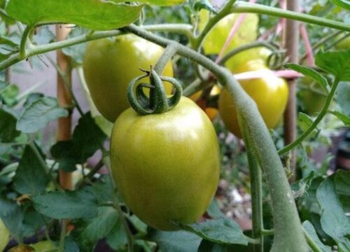 西红柿生长温度是多少度