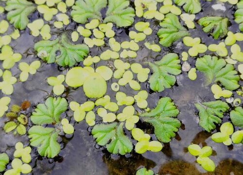 水里的植物有哪些 植物说