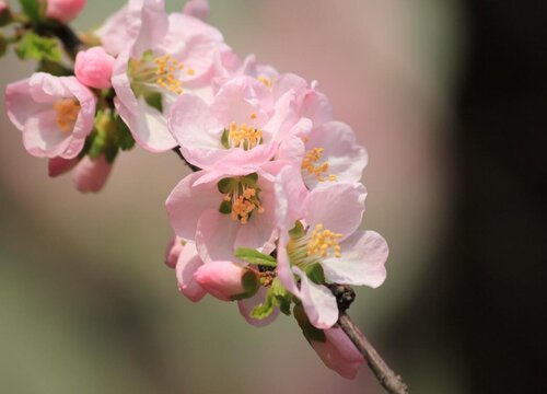 杏花是什么季节开的花