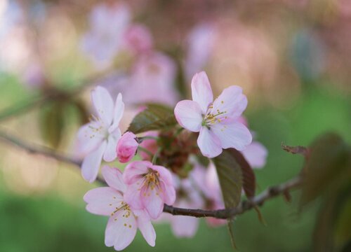 桃花是什么季节开的花