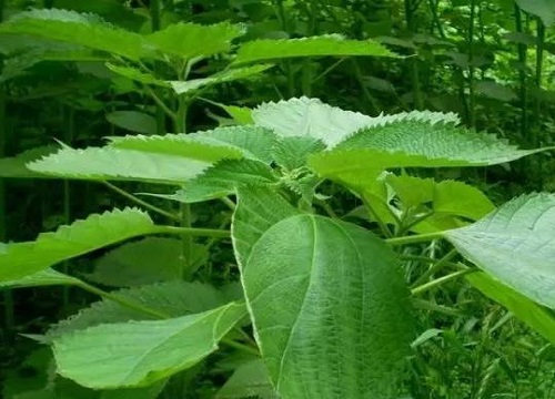 带麻字的植物有哪些