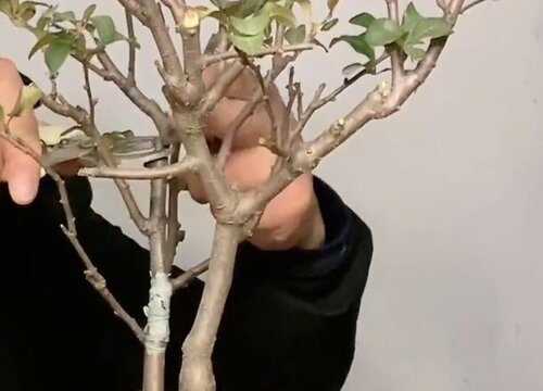 海棠树冬季修剪方法图片