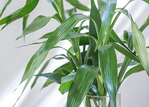 水竹怎么养才能更旺盛