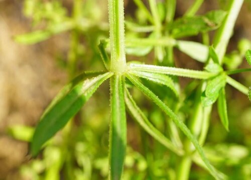 活血树又叫什么树