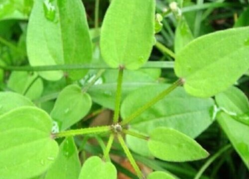 活血树又叫什么树