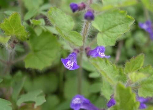 活血树一般是指活血草,它是一种草本植物,一般在农村也叫做苦菜或者是