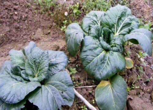 小黑菜又叫什么菜