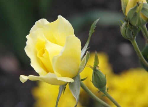 黄玫瑰花代表什么意思