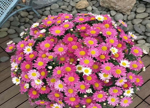 代表希望的植物有哪些 植物说