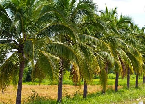 椰子种植间距是多少