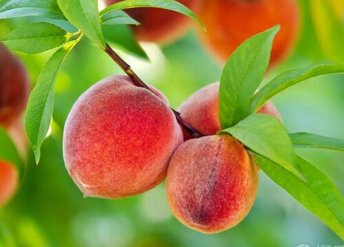 桃子生长在哪里